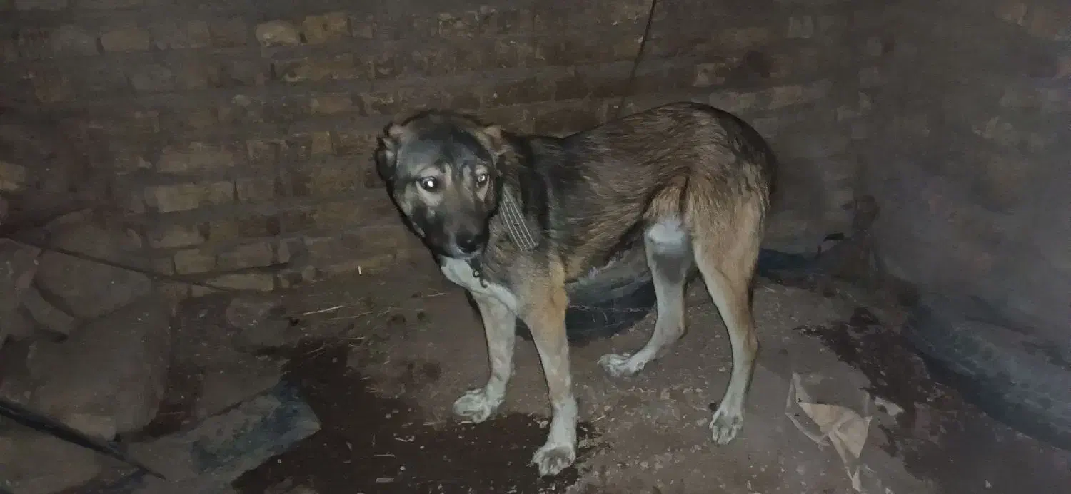 سگ نگهبان جوان|سگ|زنجان, |دیوار