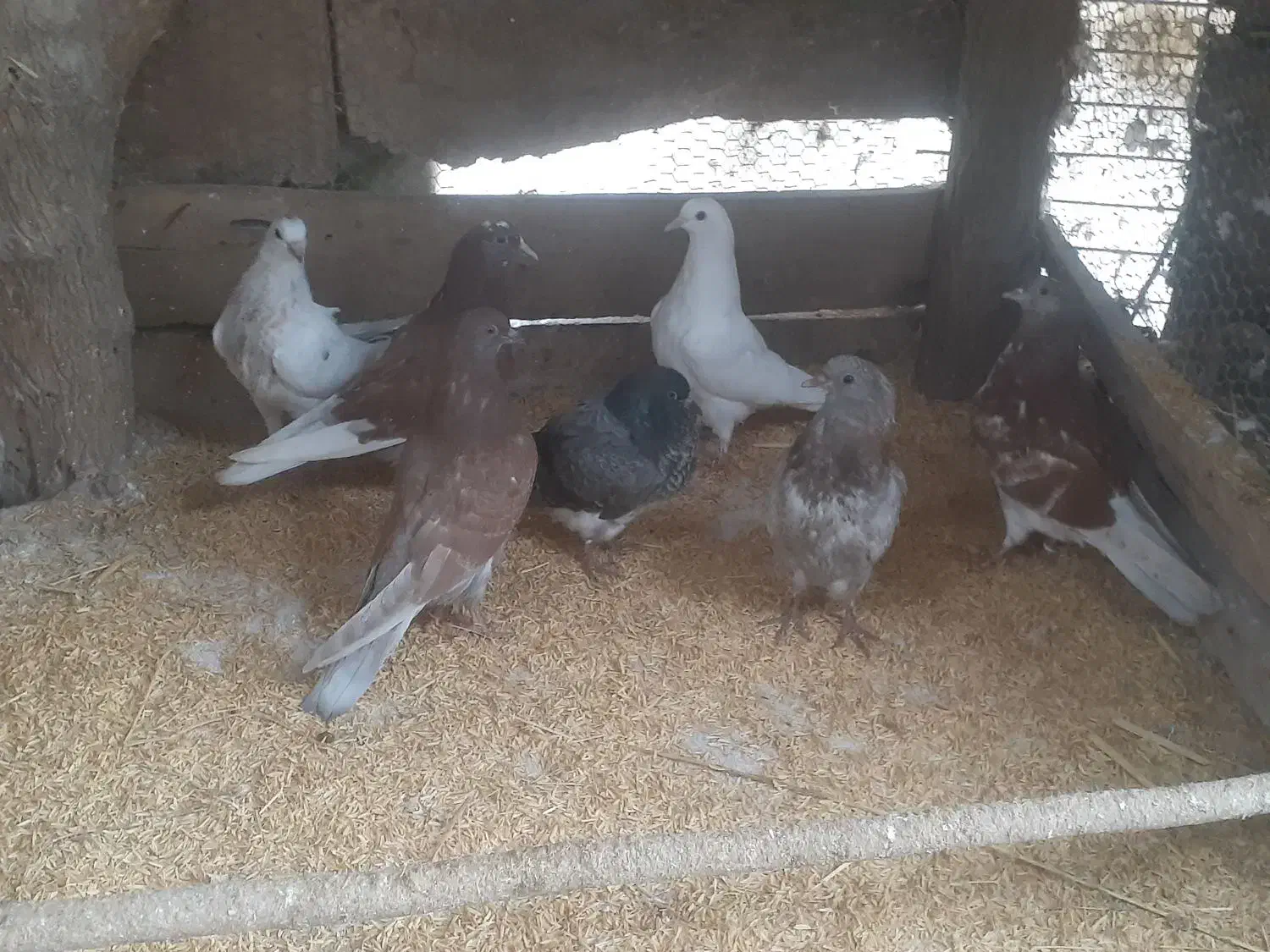 ۸عدد جوجه بوم ندیده و۷عدد کهنه|پرنده|رشت, یخسازی|دیوار