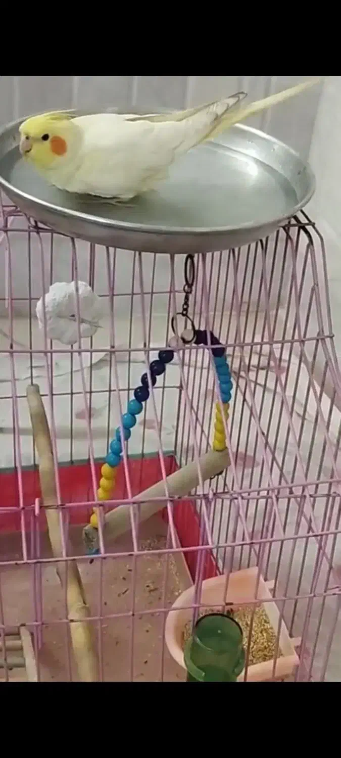 عروس هلندی لوتینو سرحال و بازیگوش|پرنده|آران و بیدگل, |دیوار