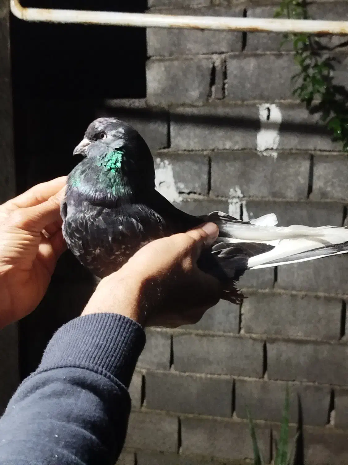 یه نر مگسی|پرنده|دابودشت, |دیوار