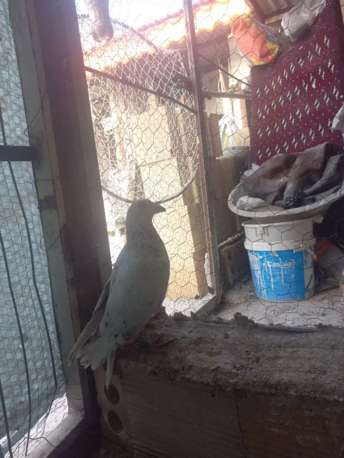 کبوتر سار نر|پرنده|مشهد, تلگرد|دیوار