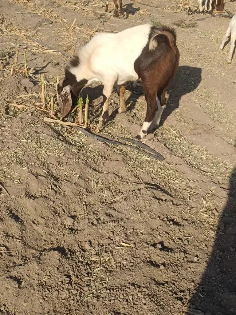 چپش|حیوانات مزرعه|جیرفت, |دیوار