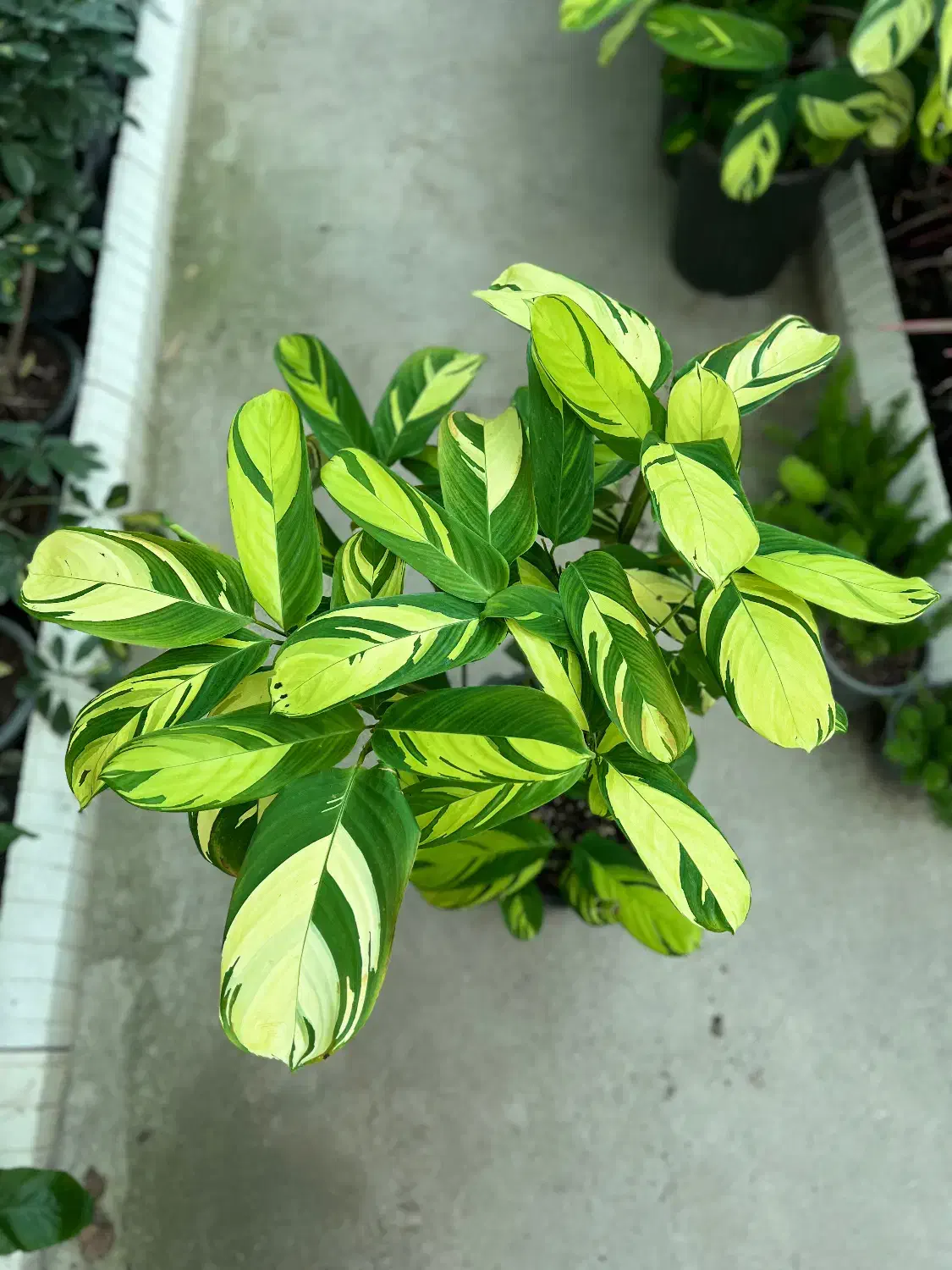 گل مارانتا ابلق در رشت|گل و گیاه طبیعی|رشت, بیجارپس|دیوار