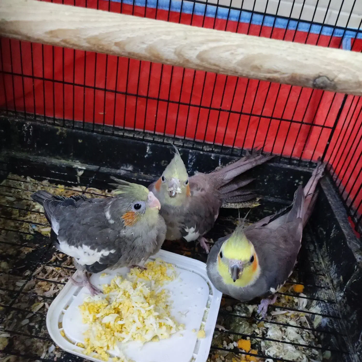 عروس هلندی|پرنده|یزد, |دیوار