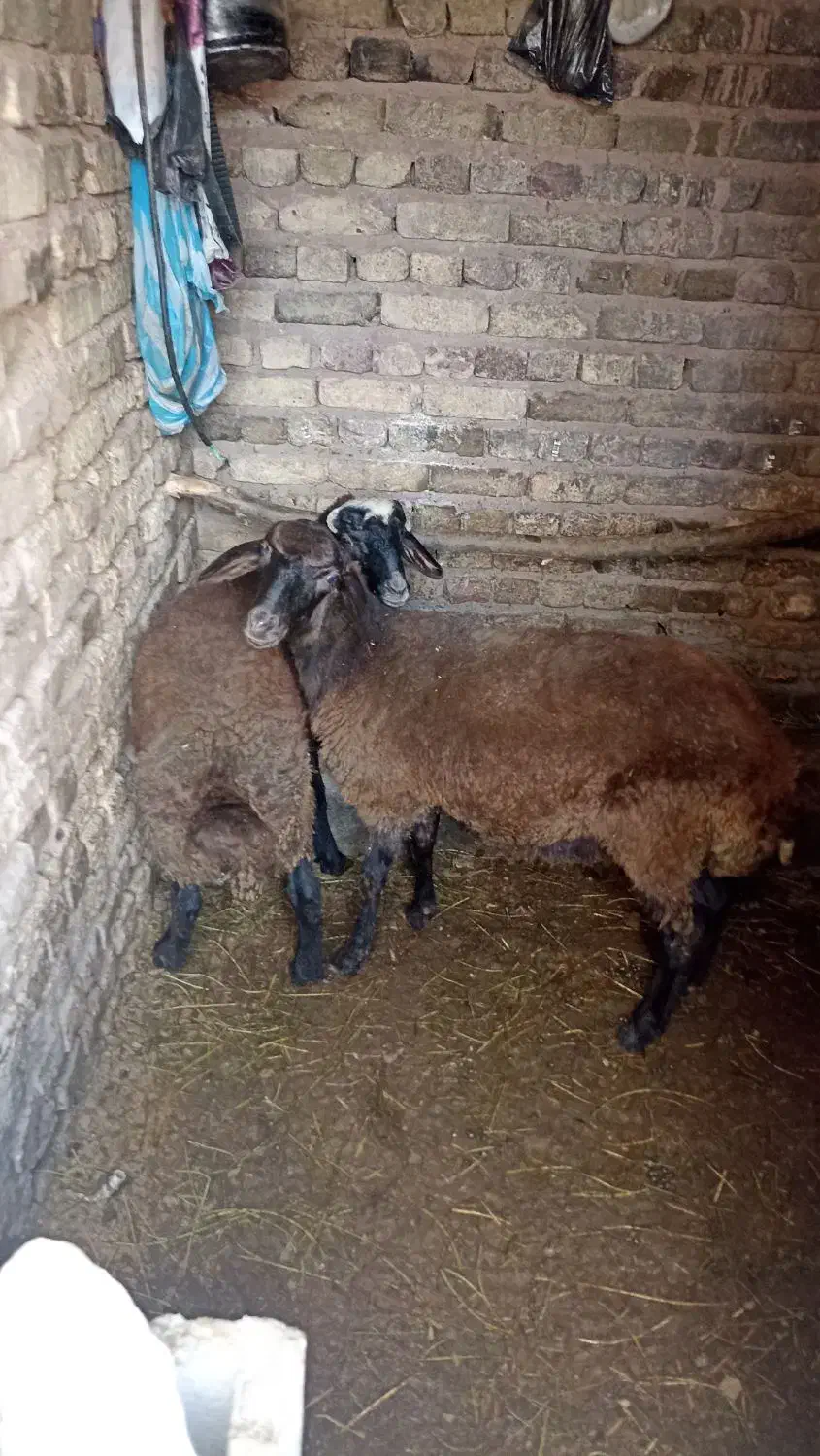 گوسفند|حیوانات مزرعه|خوی, |دیوار