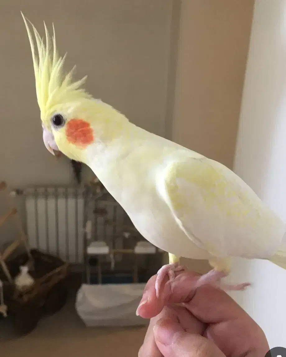 عروس هلندی گمشده|حیوانات|فردوس (خراسان), |دیوار