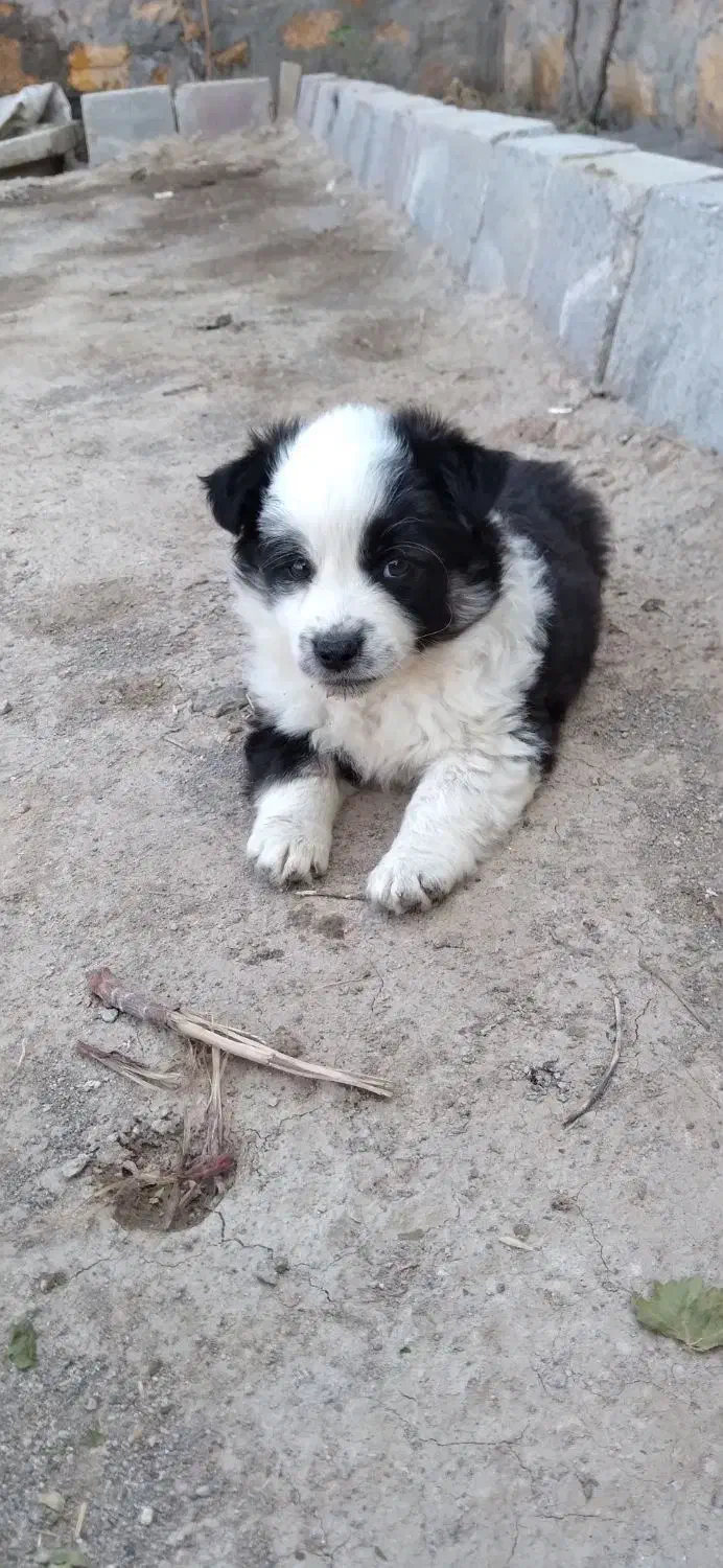 سگ پاکوتاه|سگ|آذرشهر, |دیوار