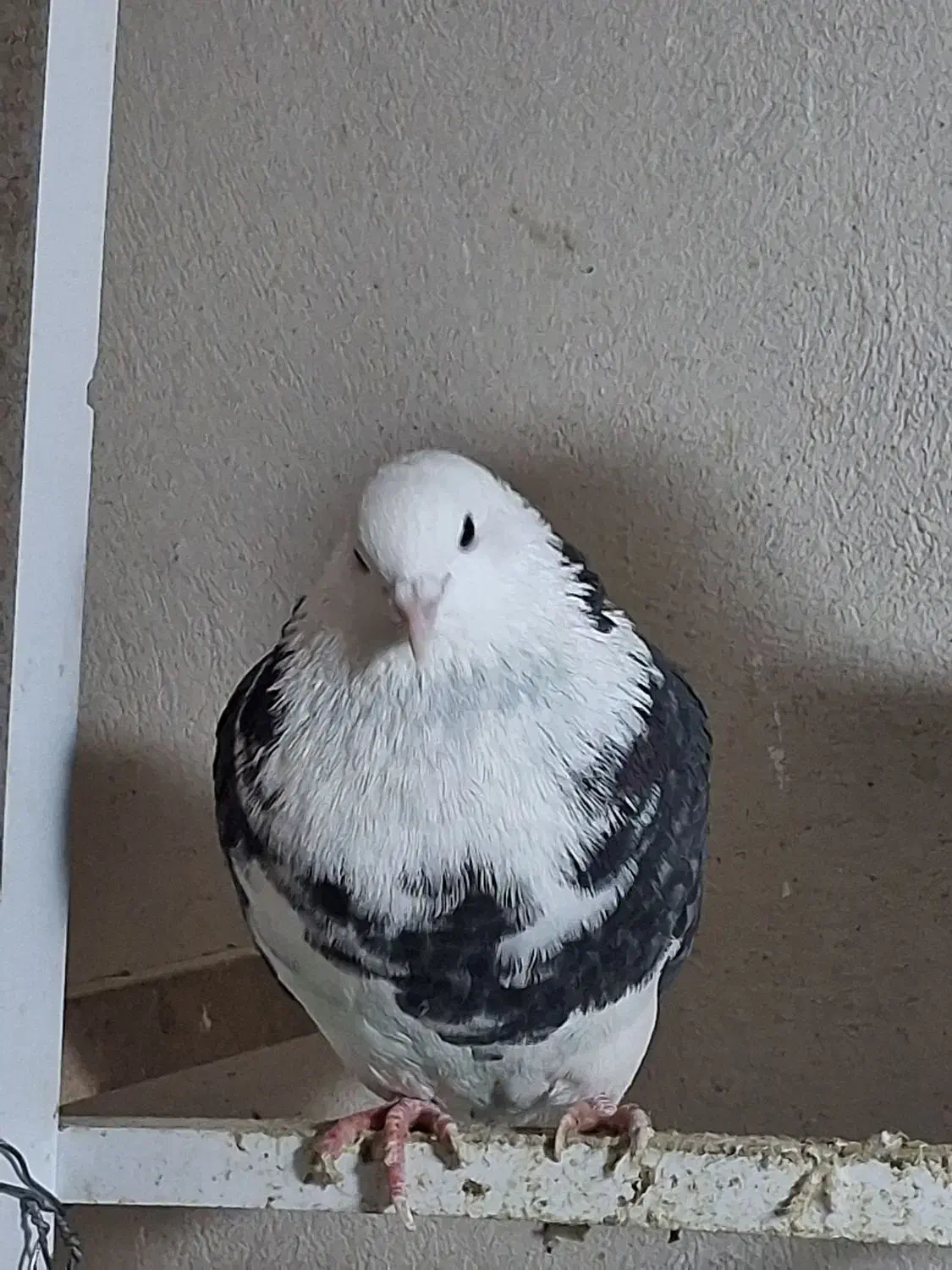 ۳عدد کفتر|پرنده|قرچک, میرزائی جنوبی|دیوار