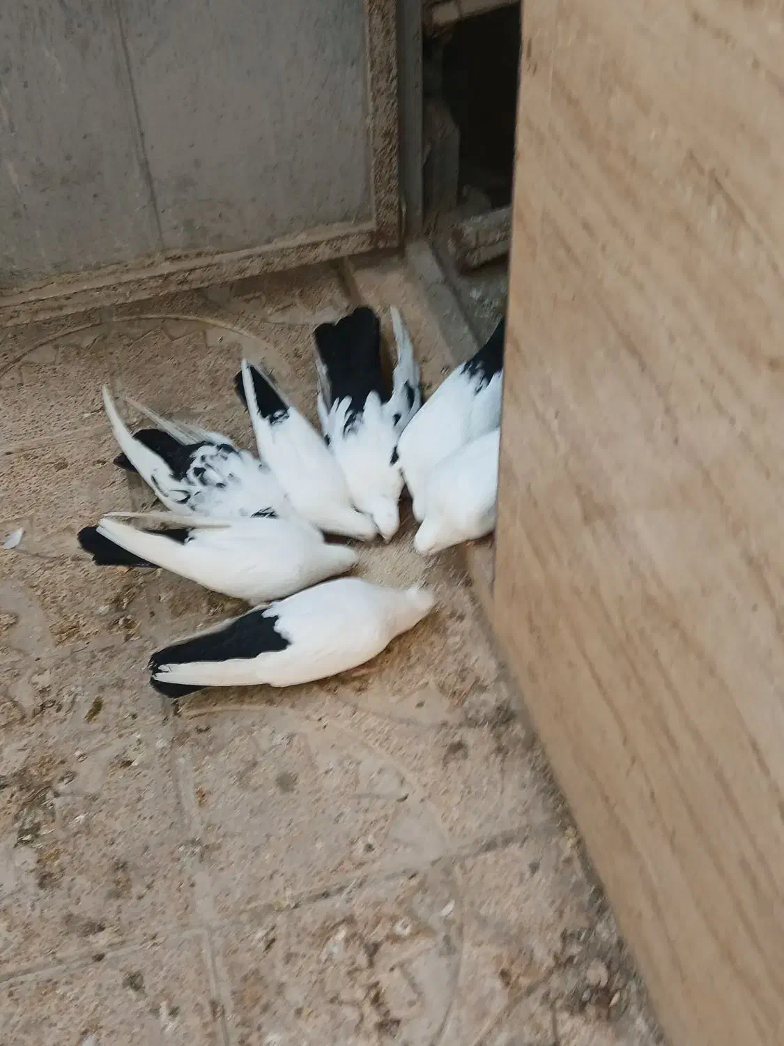 کبوترپرشی وزینتی نوک ریز|پرنده|فردیس, شهرک شهید حسینی|دیوار