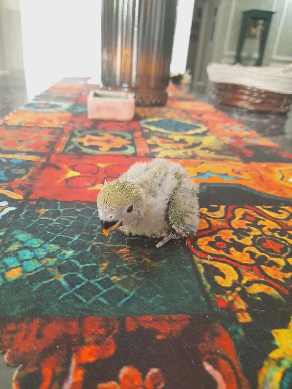 جوجه کوتوله سرلاکی|پرنده|مشهد, چهارچشمه|دیوار