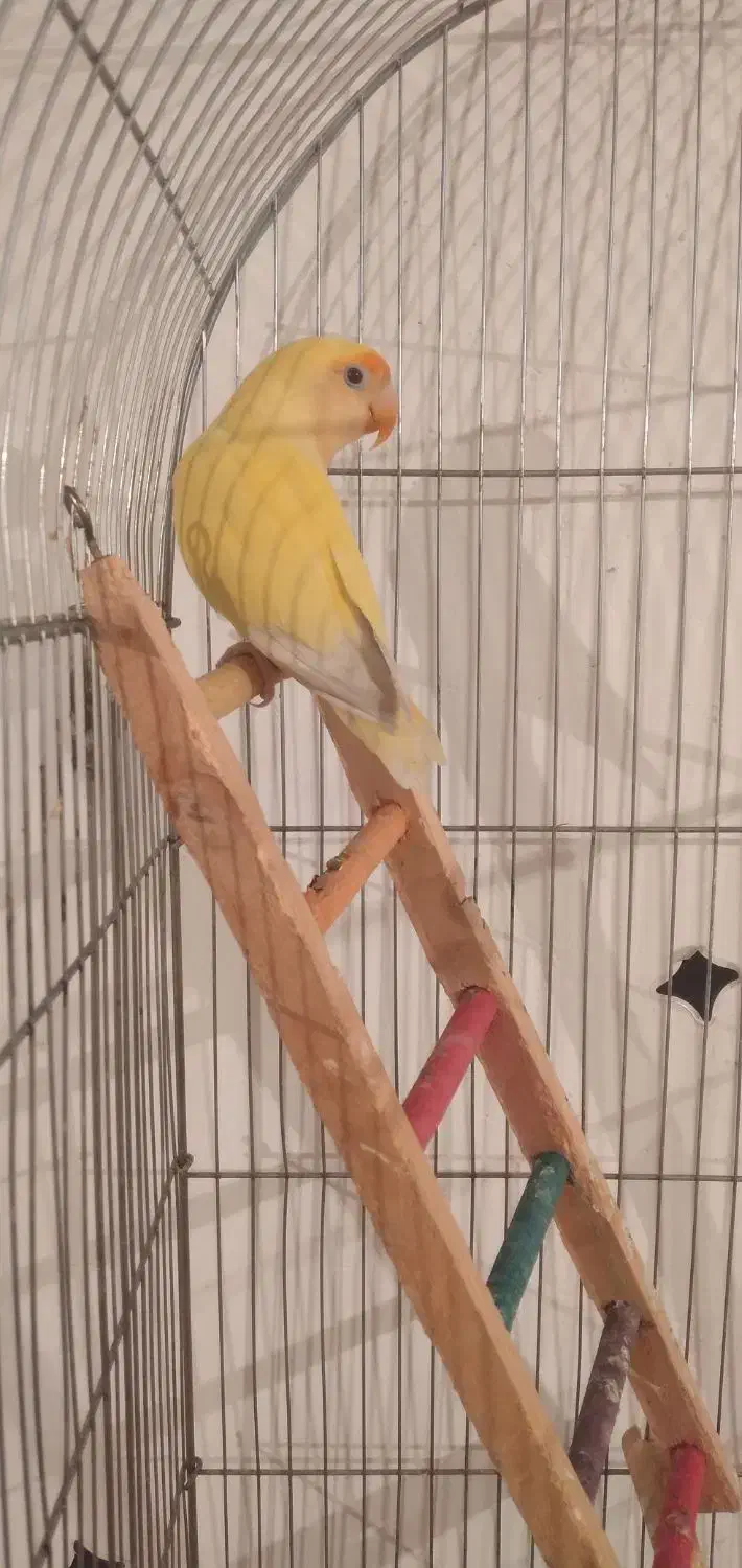 طوطی برزیلی ماده|پرنده|اهواز, کوی علوی|دیوار