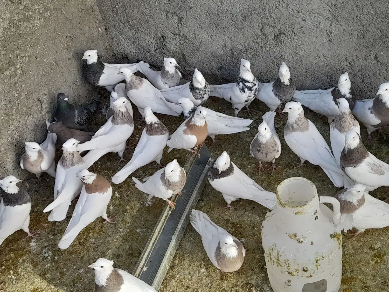 کبوتر طوقی|پرنده|قروه, |دیوار