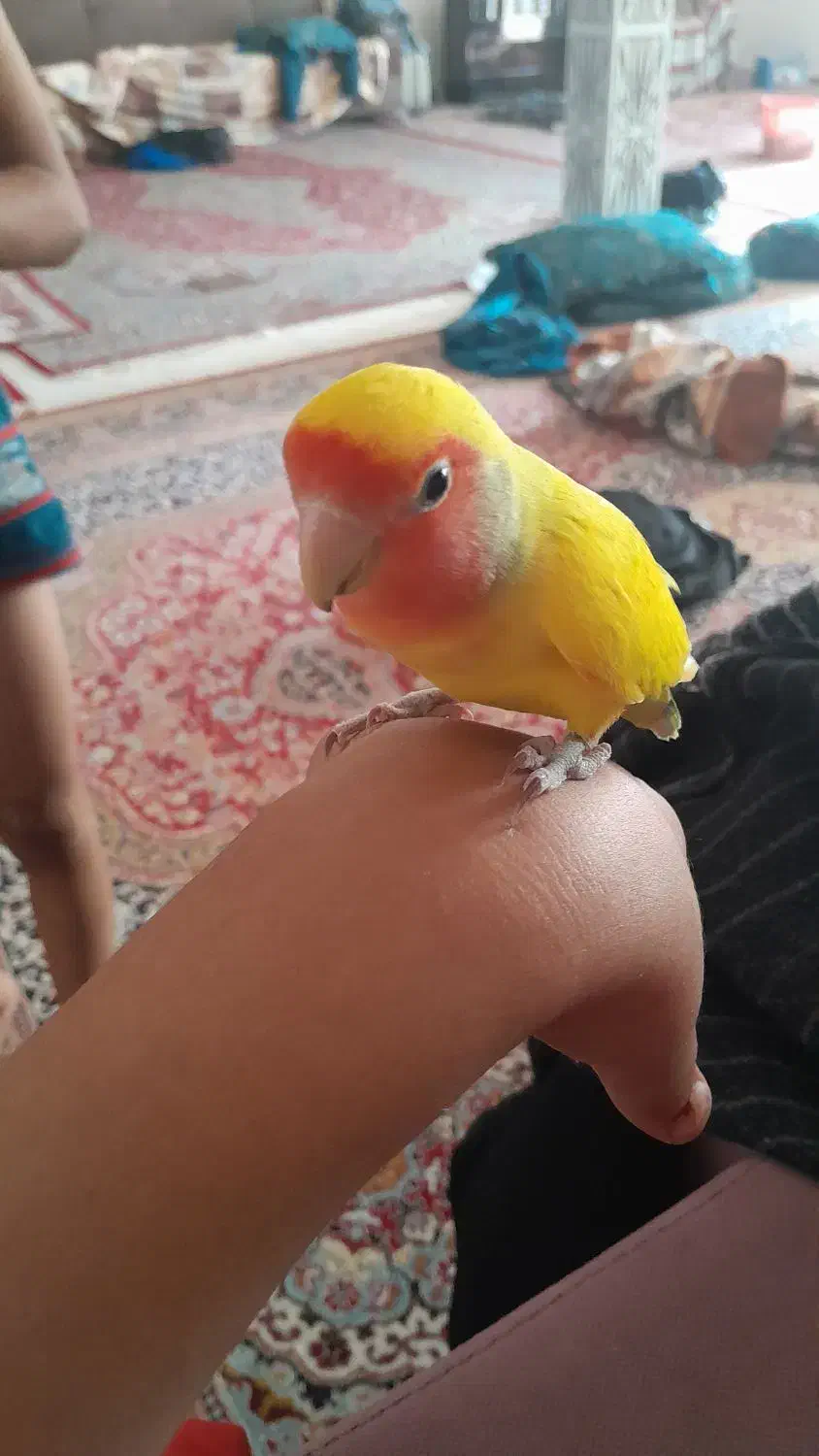 طوطی|پرنده|کرمان, |دیوار