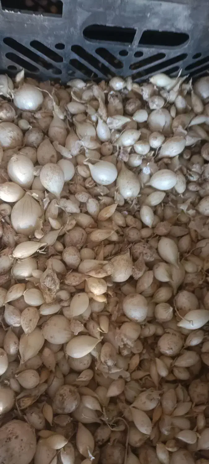 پیاز نهال مینروا دستکیری|حراج|جیرفت, |دیوار