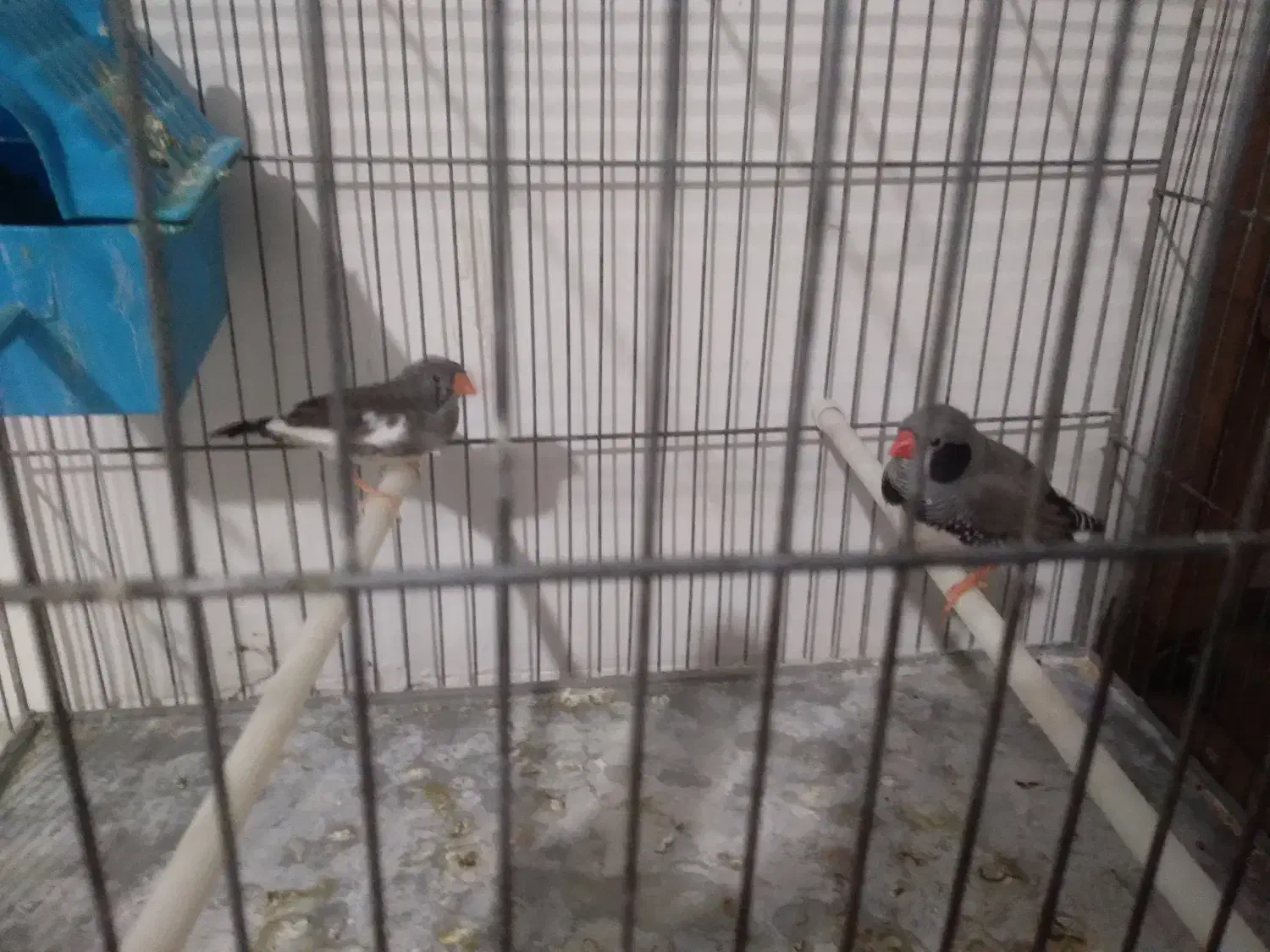 فنچ|پرنده|بروجرد, |دیوار