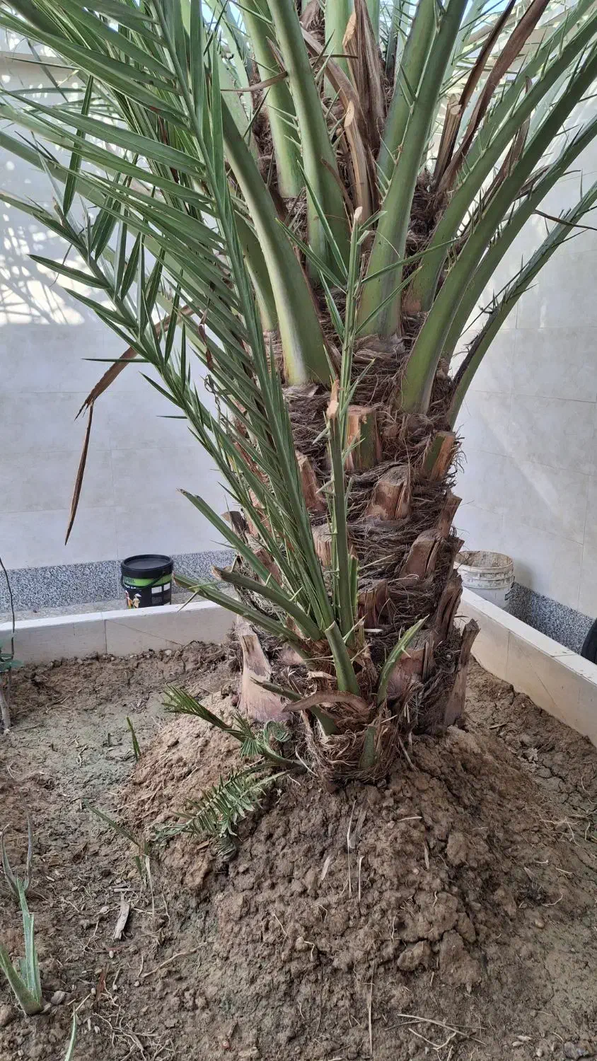 نخل برحی|گل و گیاه طبیعی|رامشیر, |دیوار