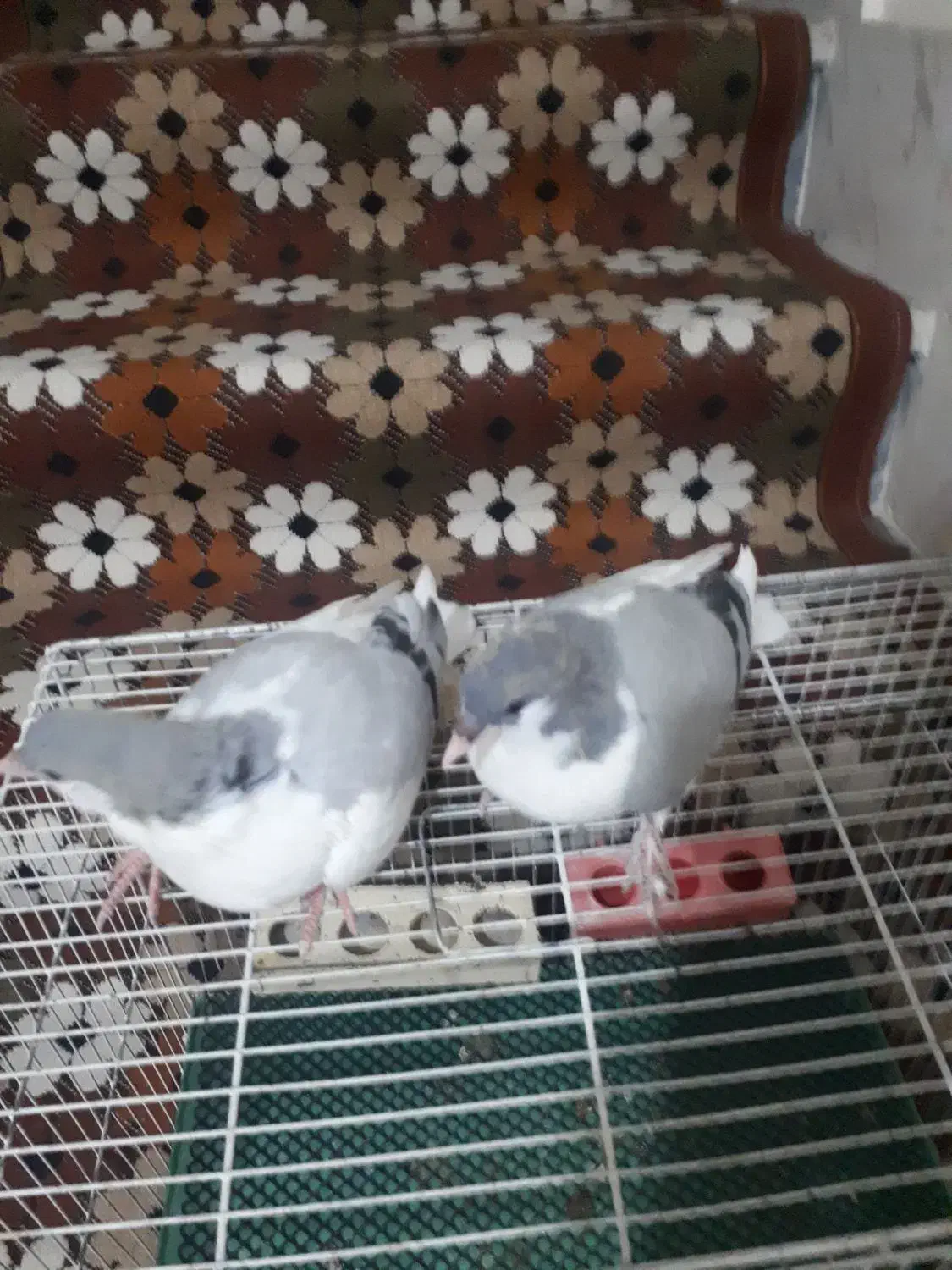 کفتر بد رنگ|پرنده|الوند, |دیوار