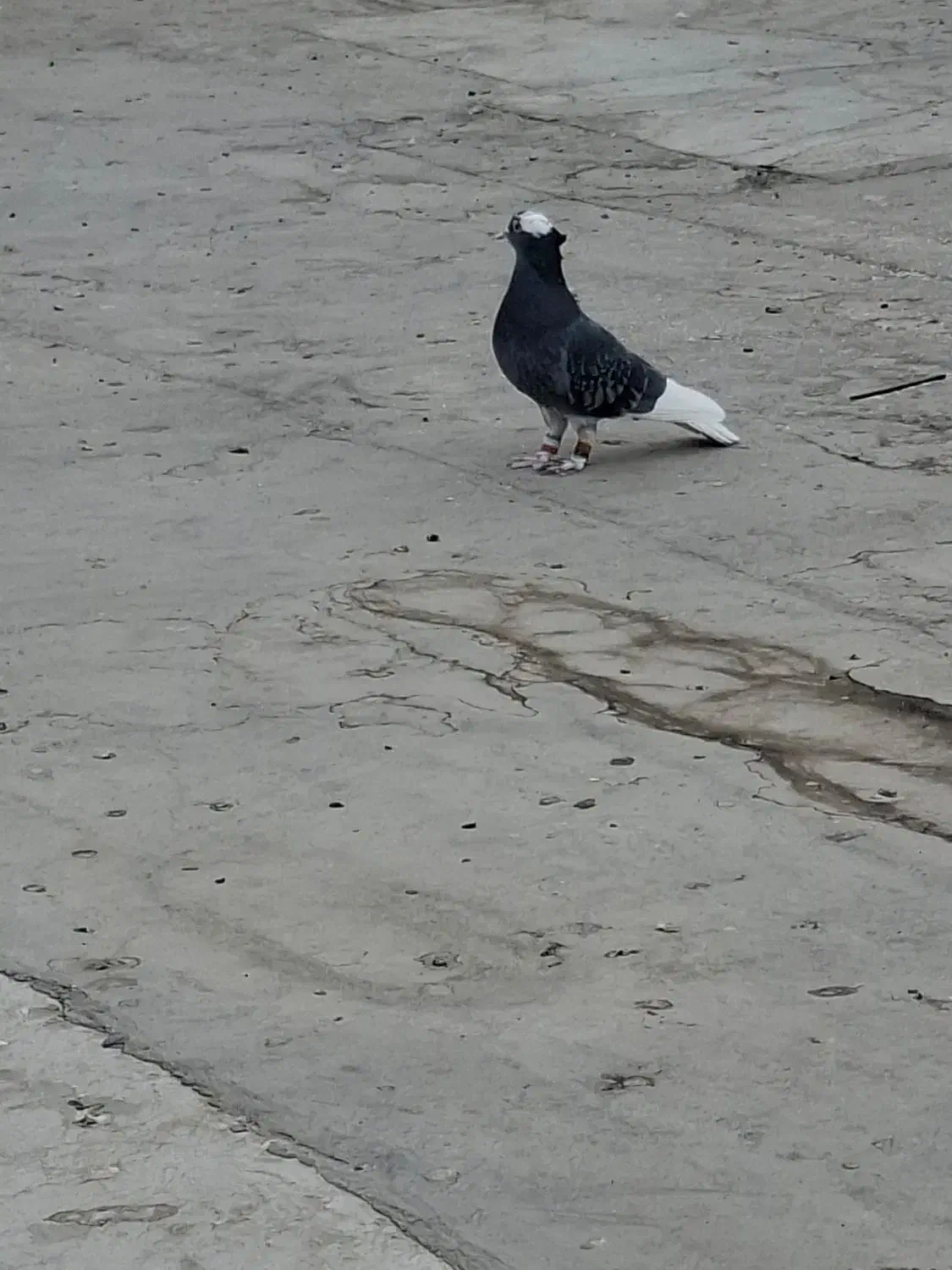 بهبونی رنگی|پرنده|شیراز, دست خضر|دیوار