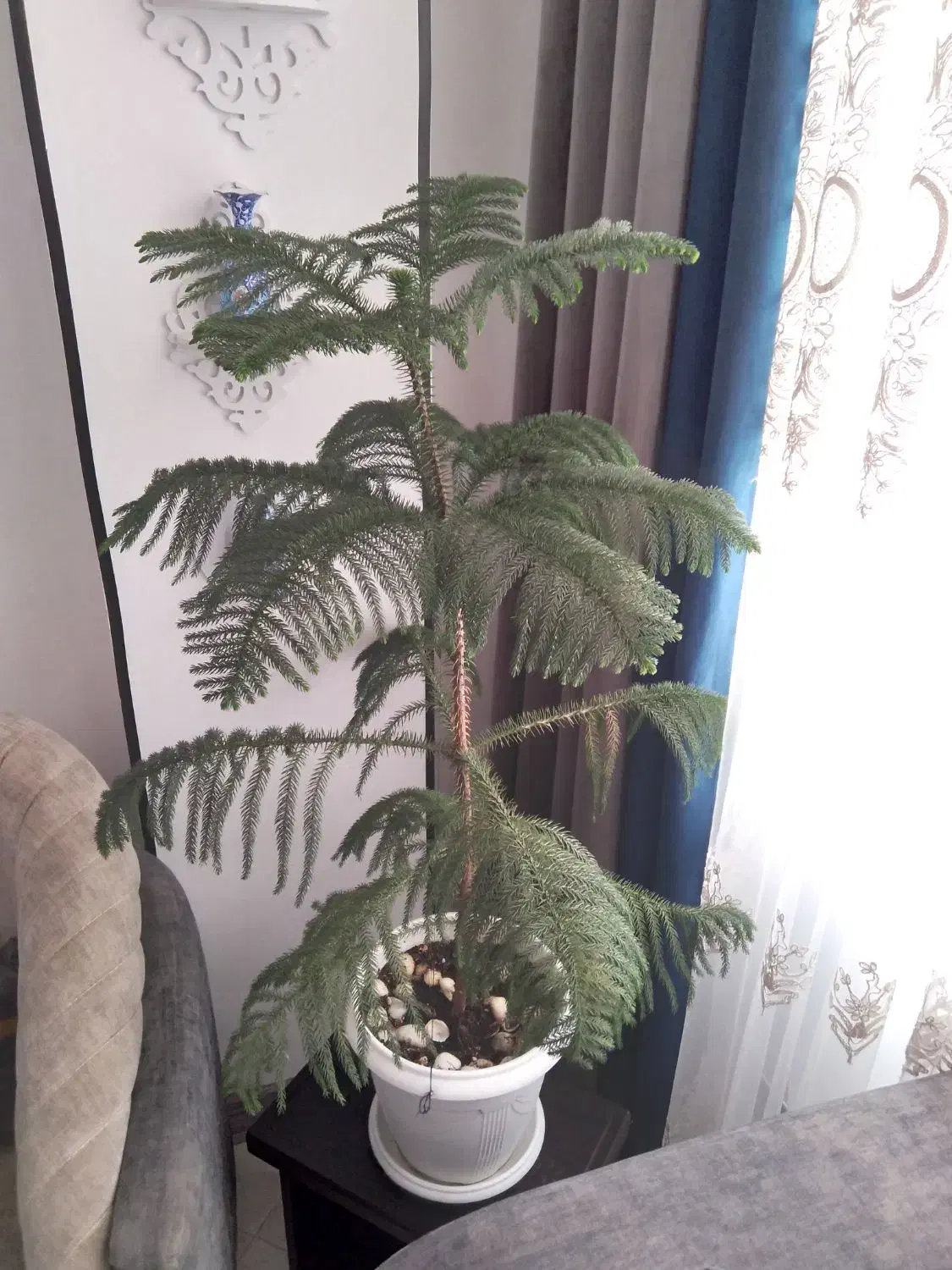 گل مطبق|گل و گیاه طبیعی|فولادشهر, مسکن مهر فولادشهر|دیوار