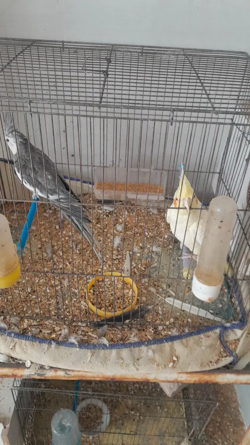 فروش پرنده|پرنده|رفسنجان, |دیوار