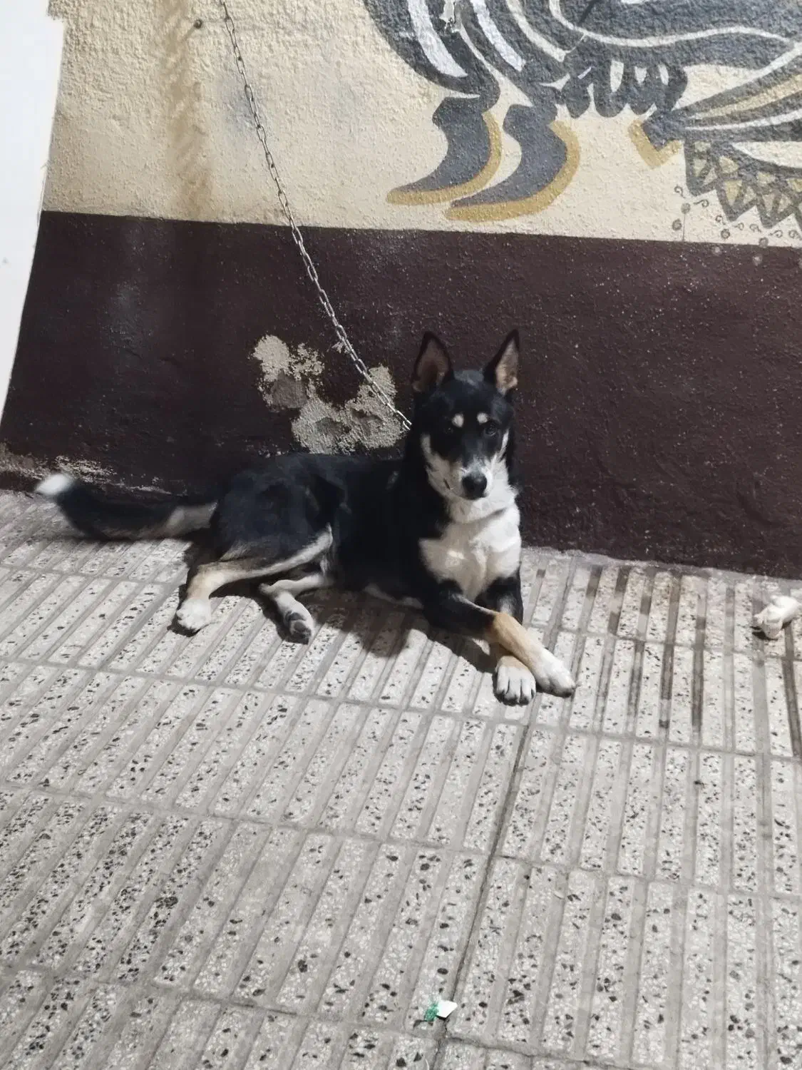 سگ هاسکی|سگ|گرگان, |دیوار