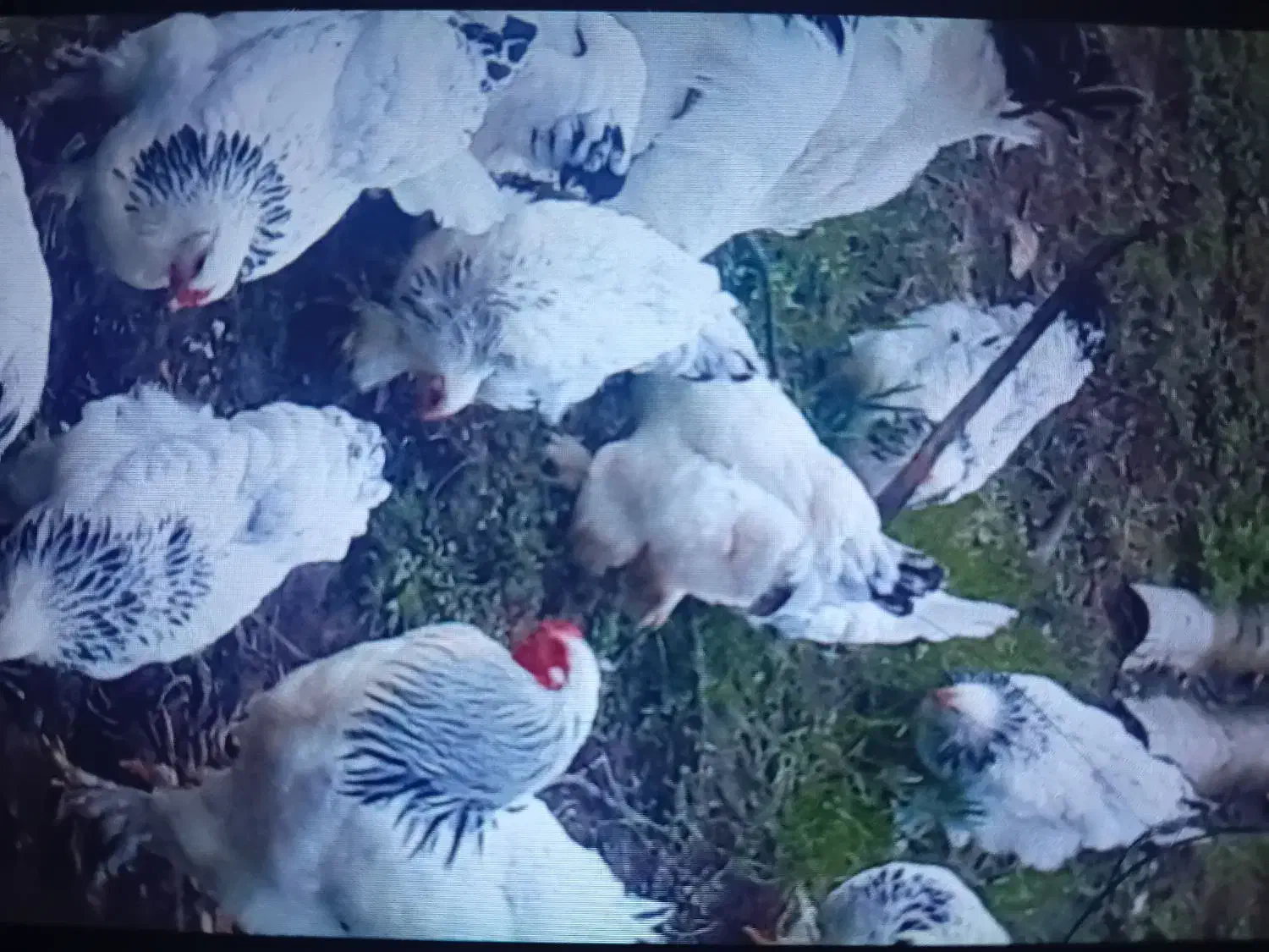 تخم برهما|حیوانات مزرعه|لاهیجان, آهندان|دیوار