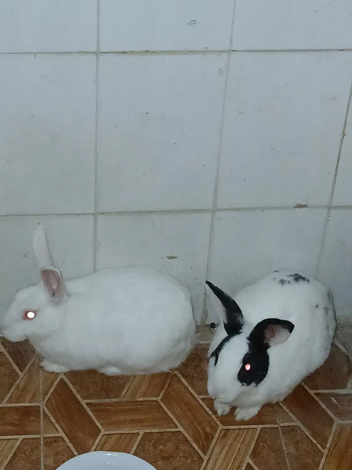 حیوان خونگی|موش و خرگوش|دزفول, |دیوار