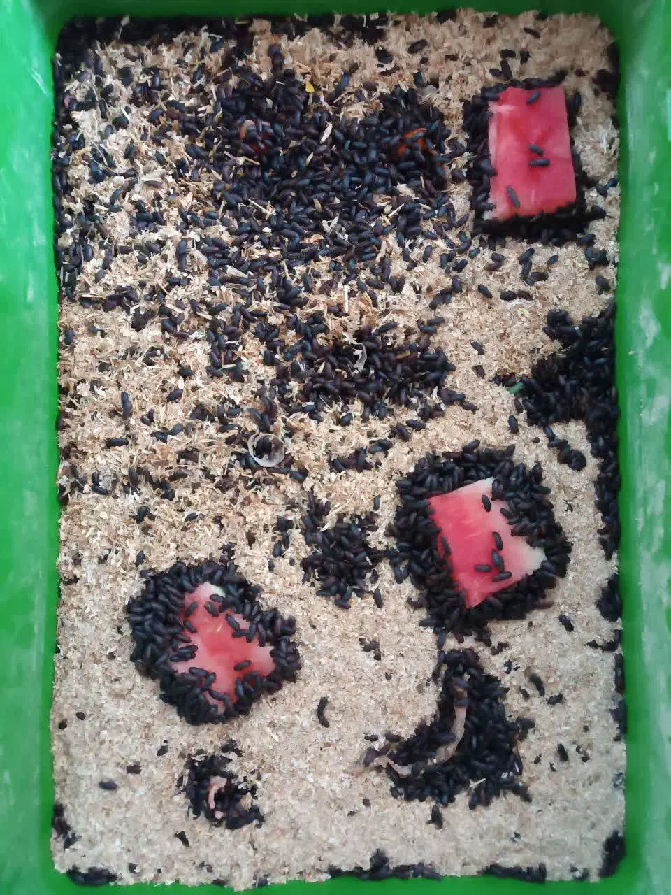 میلورم|خزنده|تهران, دهونک|دیوار