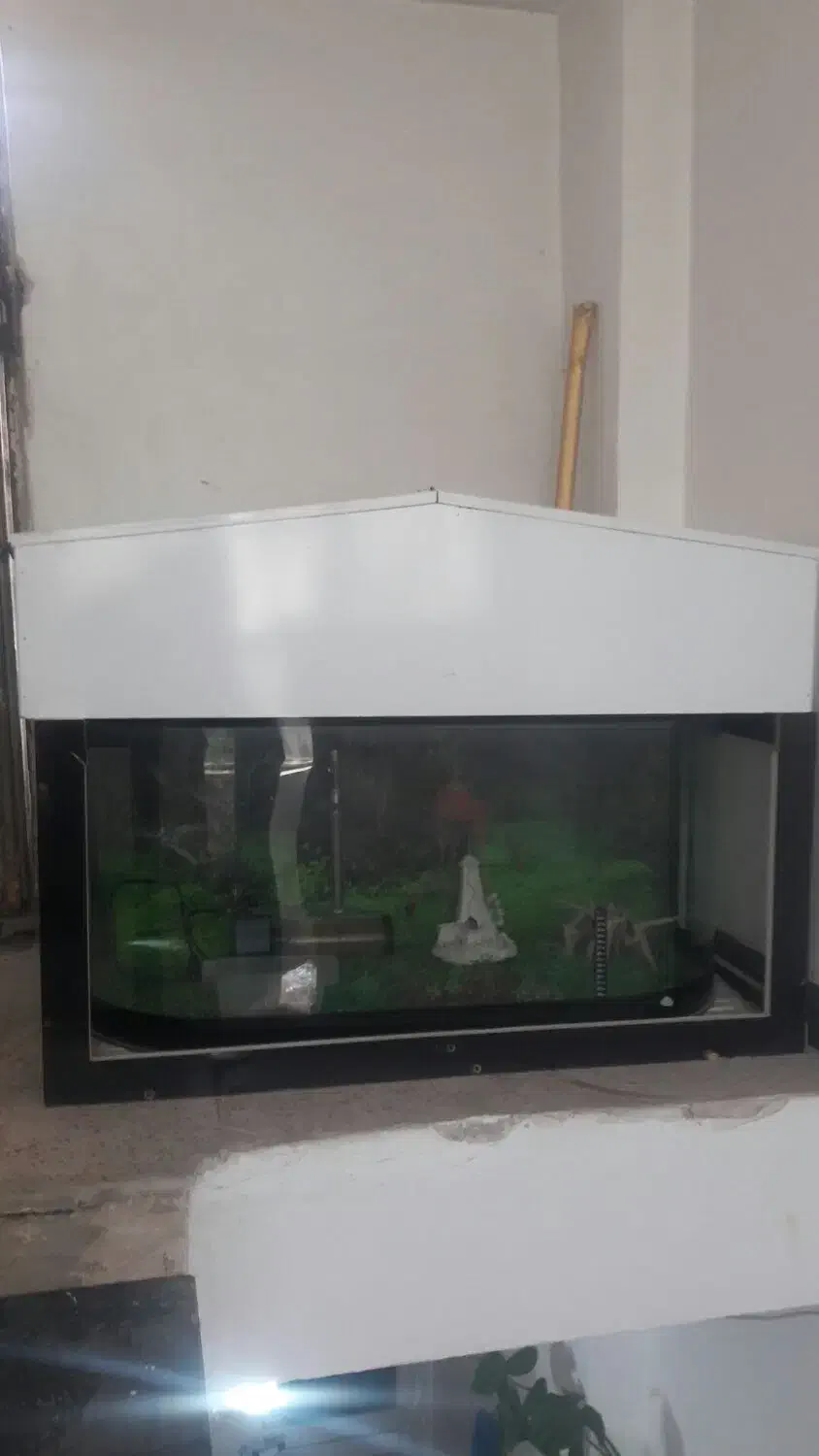 آکواریم|ماهی|کرمانشاه, |دیوار