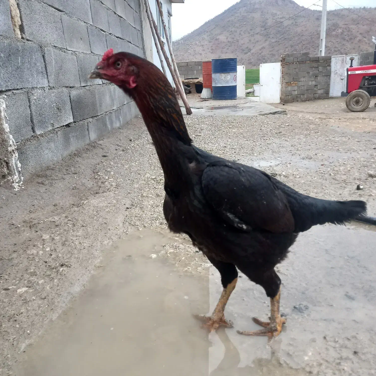 خروس لاری ومرغ لاری اصل|حیوانات مزرعه|دشت ذهاب, |دیوار