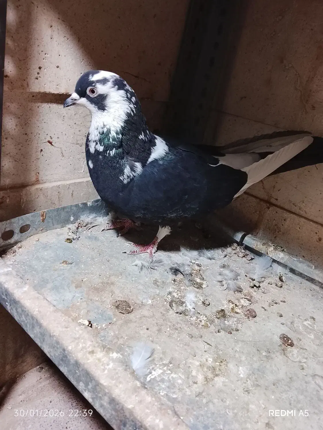 کفتر پرشی|پرنده|رباط‌کریم, رباط‌کریم|دیوار