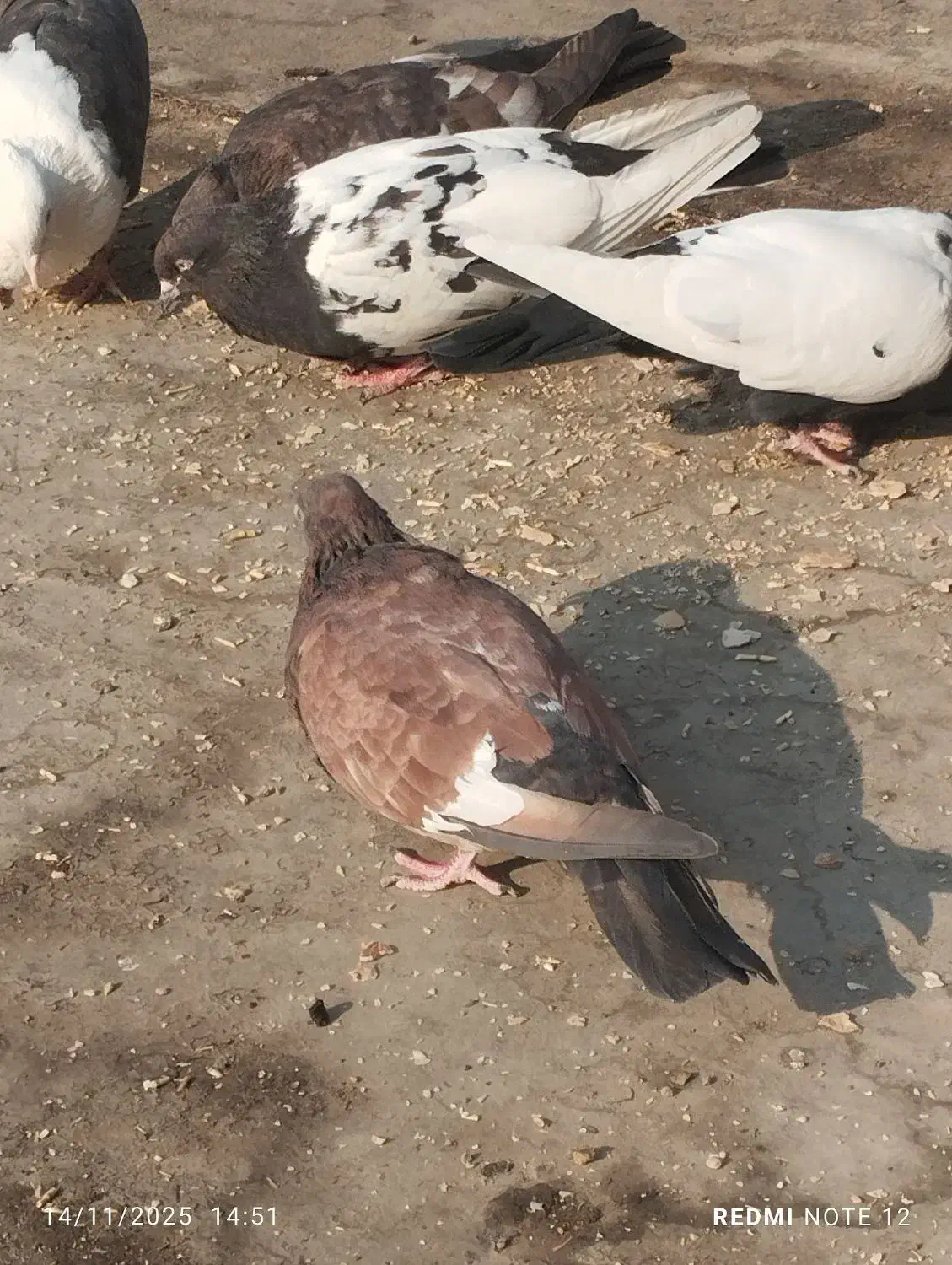 کفتر|پرنده|کارون, |دیوار