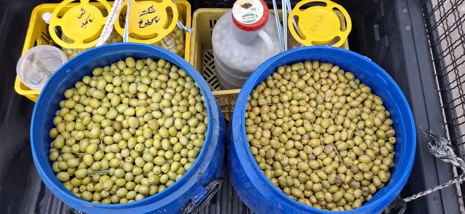 پخش زیتون عابد|خوردنی و آشامیدنی|منجیل, |دیوار