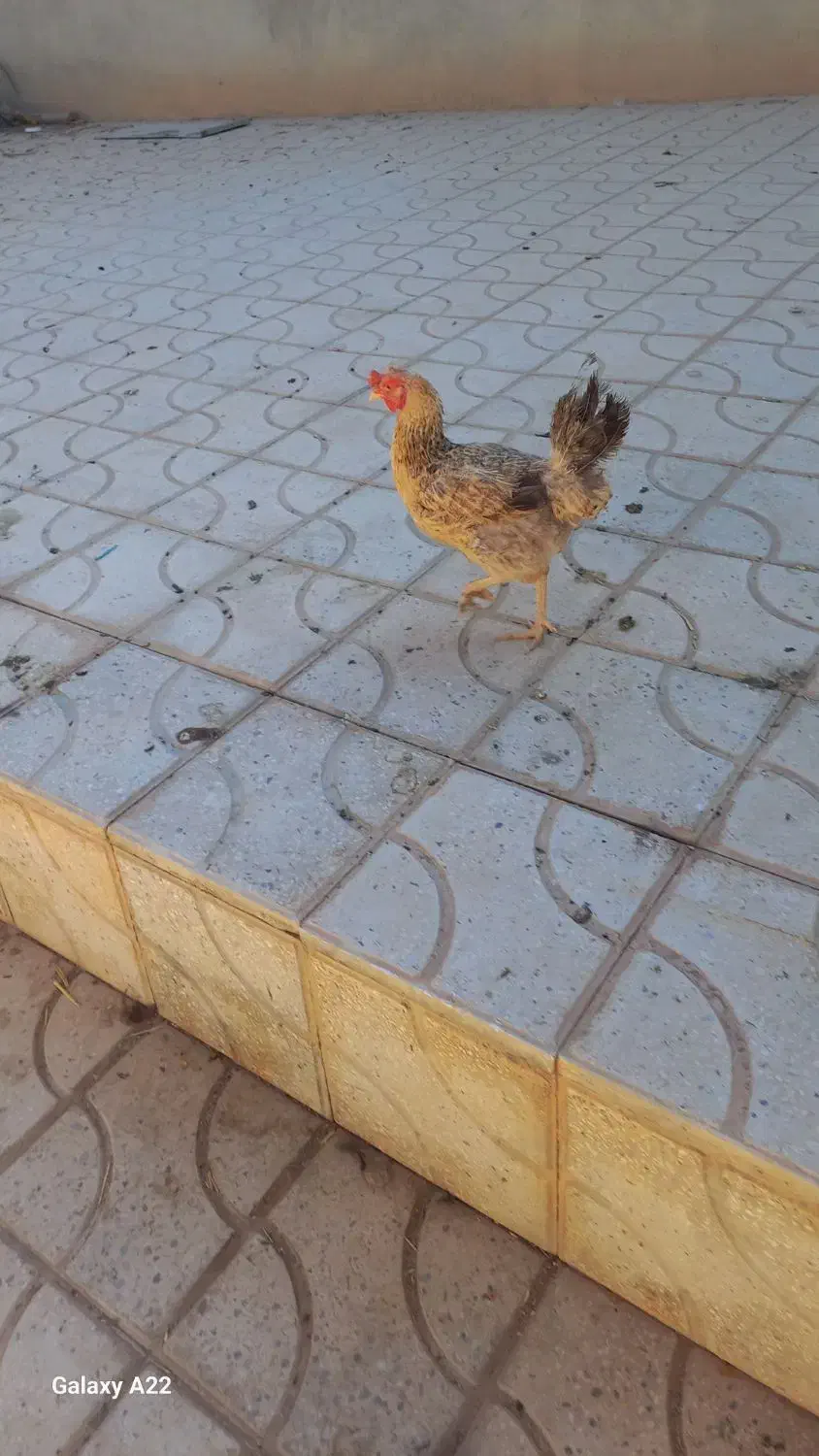 مرغ تخم گزار|پرنده|ابرکوه, |دیوار