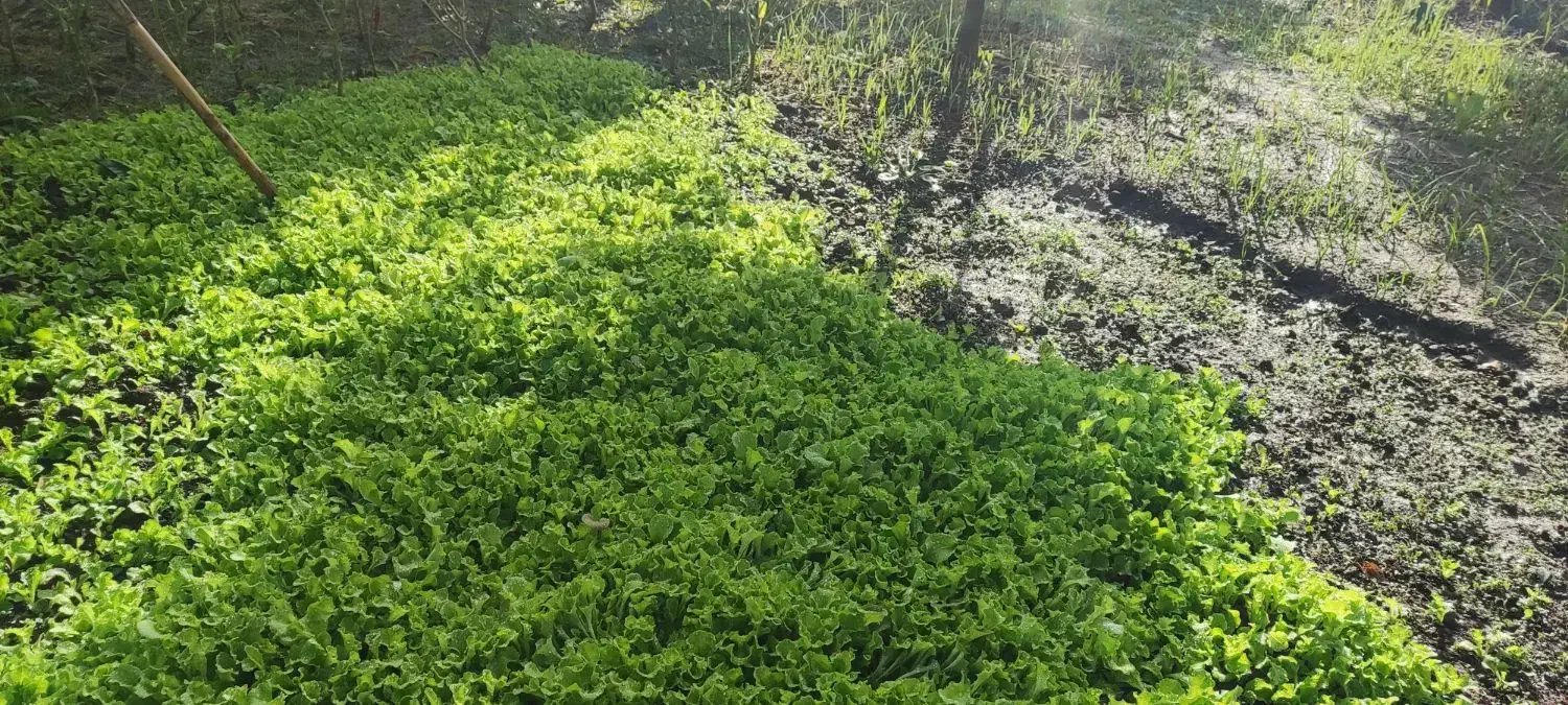 فروش نشا کاهو فرانسوی سبز|گل و گیاه طبیعی|زرگرشهر, |دیوار