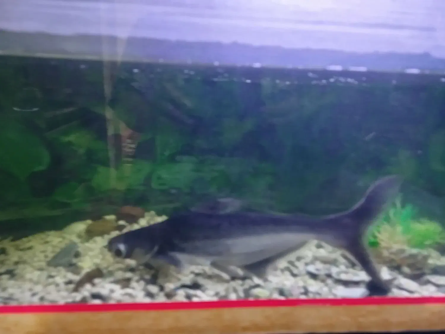 ماهی پنگوسی|ماهی|زابل, |دیوار