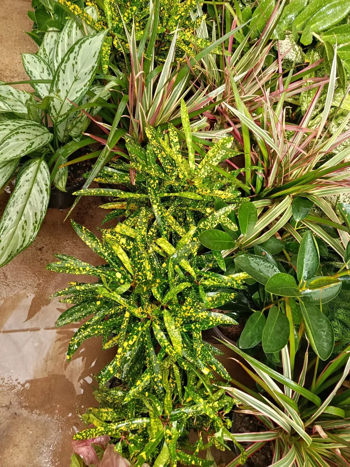 گل وگیاه آپارتمانی|گل و گیاه طبیعی|جنت, |دیوار