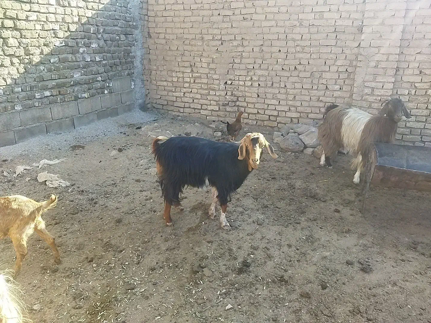 بز فروشی|حیوانات مزرعه|شاهرود, |دیوار