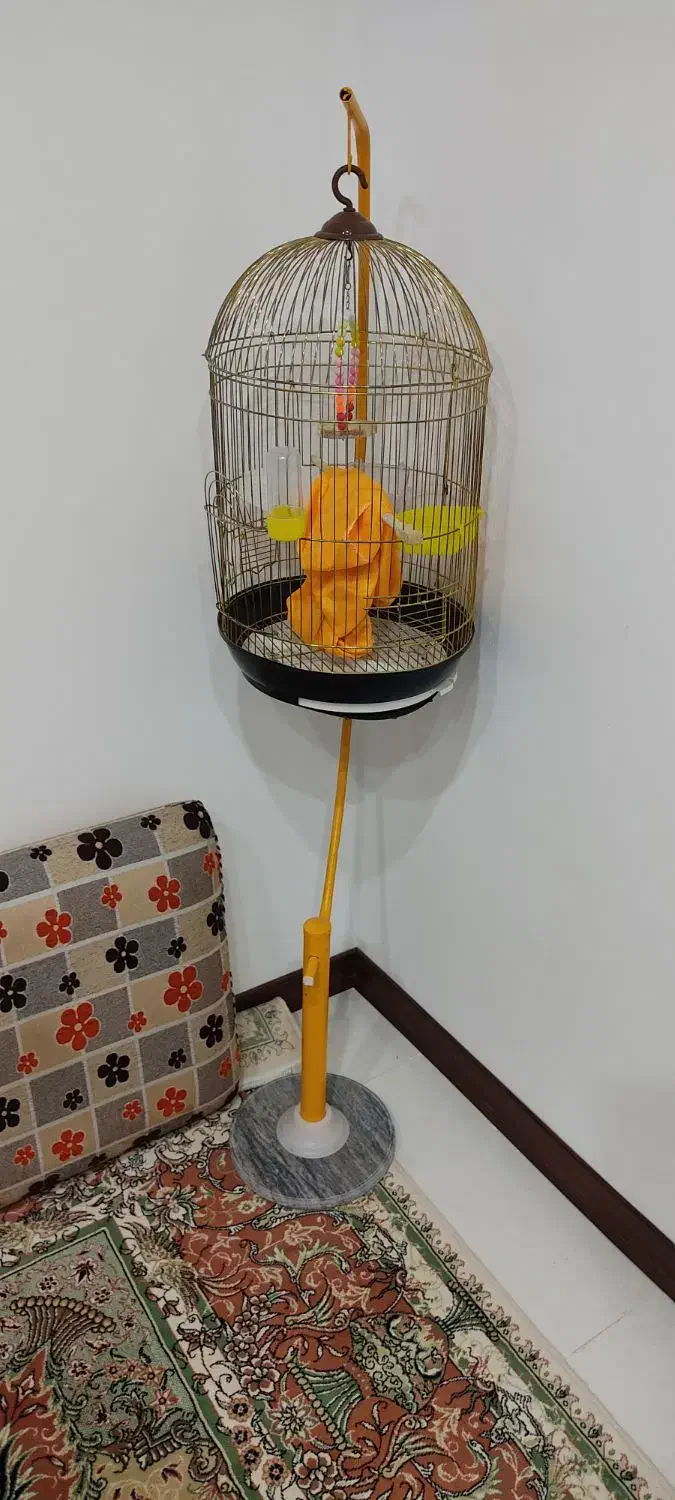 آینه|لوازم جانبی حیوانات|خرم‌آباد, |دیوار