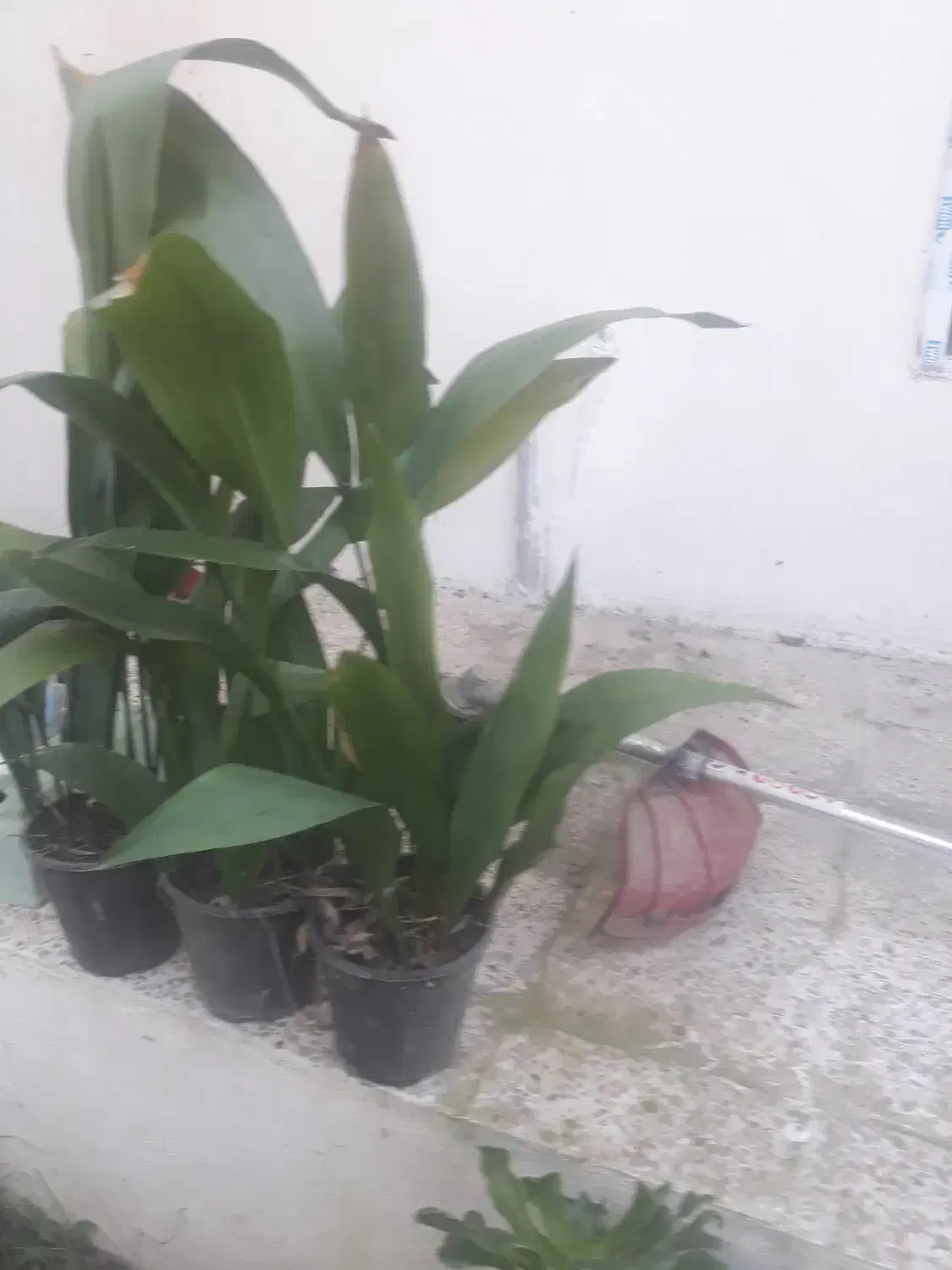 فروش تعدادی گلدان گل ابایی|گل و گیاه طبیعی|آمل, |دیوار