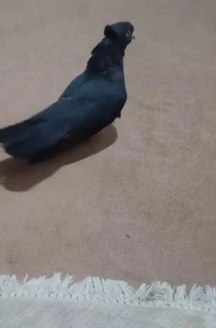 کبوتر سیاه بوشهری|پرنده|اهرم, |دیوار