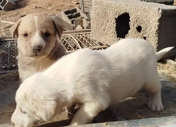 فروشی ماده|سگ|شیروان (خراسان), |دیوار