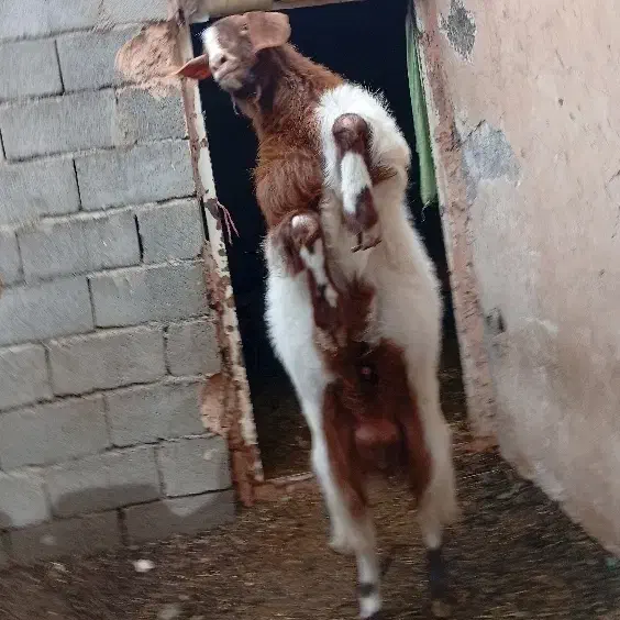 نر بز|حیوانات مزرعه|سبزوار, توحیدشهر|دیوار