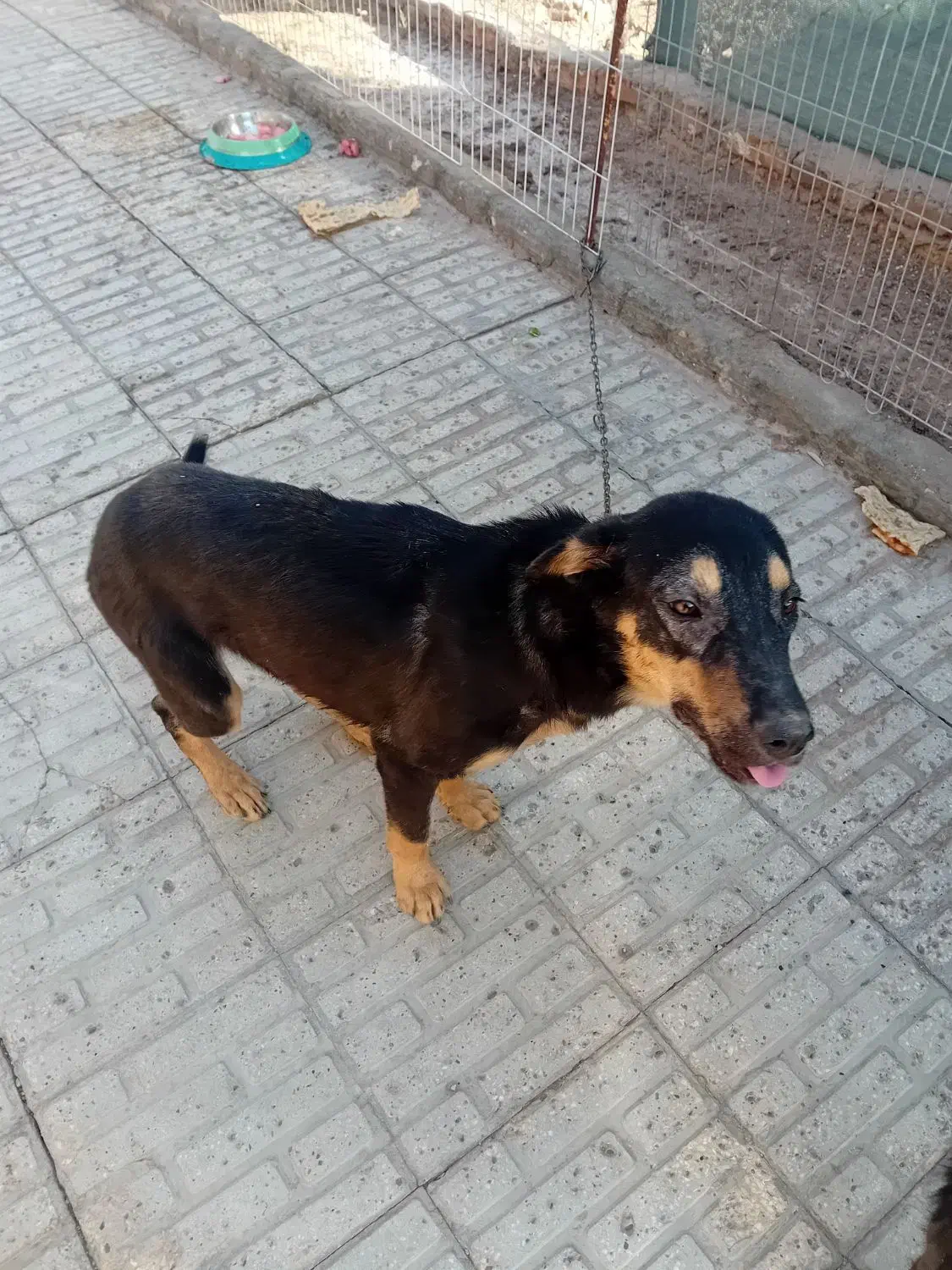 واگذاری میکس دوبرمن و ژرمن|سگ|دماوند, گیلاوند|دیوار