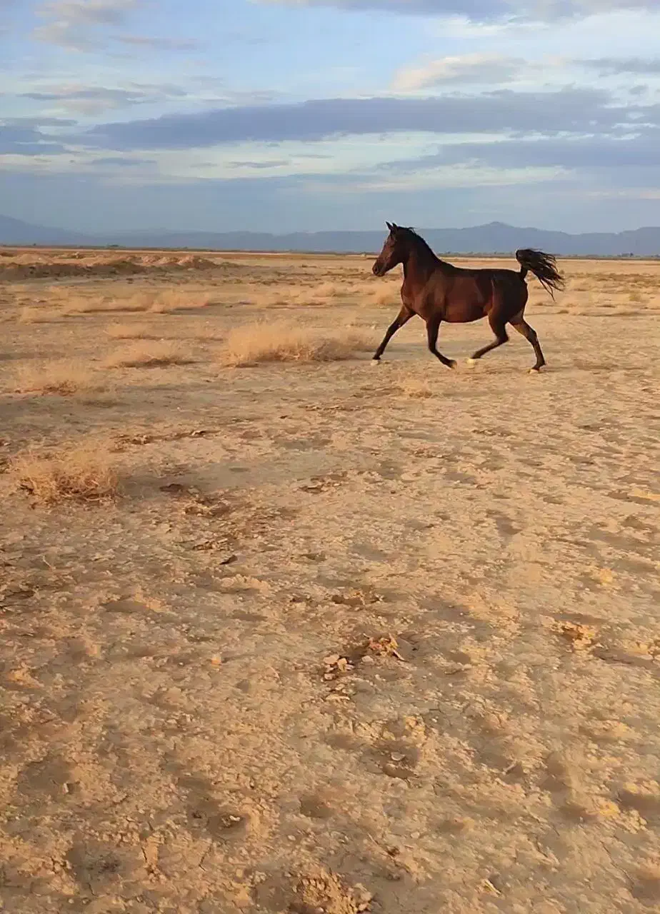 اسب|اسب و تجهیزات اسب‌سواری|ارسنجان, |دیوار