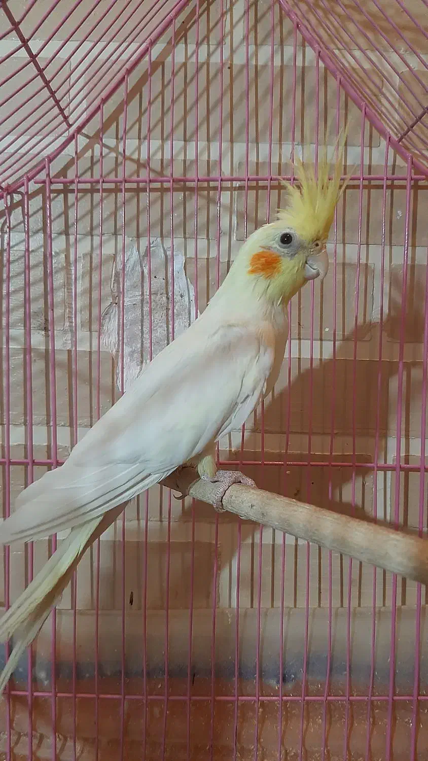 پرنده طوطی عروس هلندی|پرنده|قزوین, |دیوار