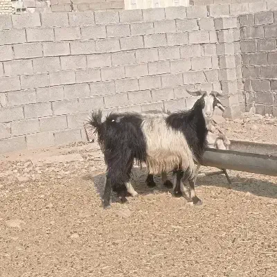 بز داشتی ابستن|حیوانات مزرعه|بهبهان, |دیوار