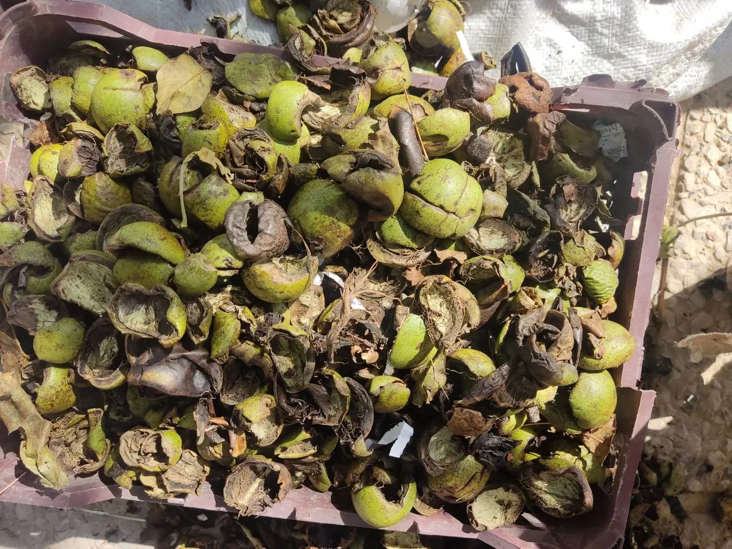 پوست گردو|خوردنی و آشامیدنی|شیراز, قدوسی غربی|دیوار