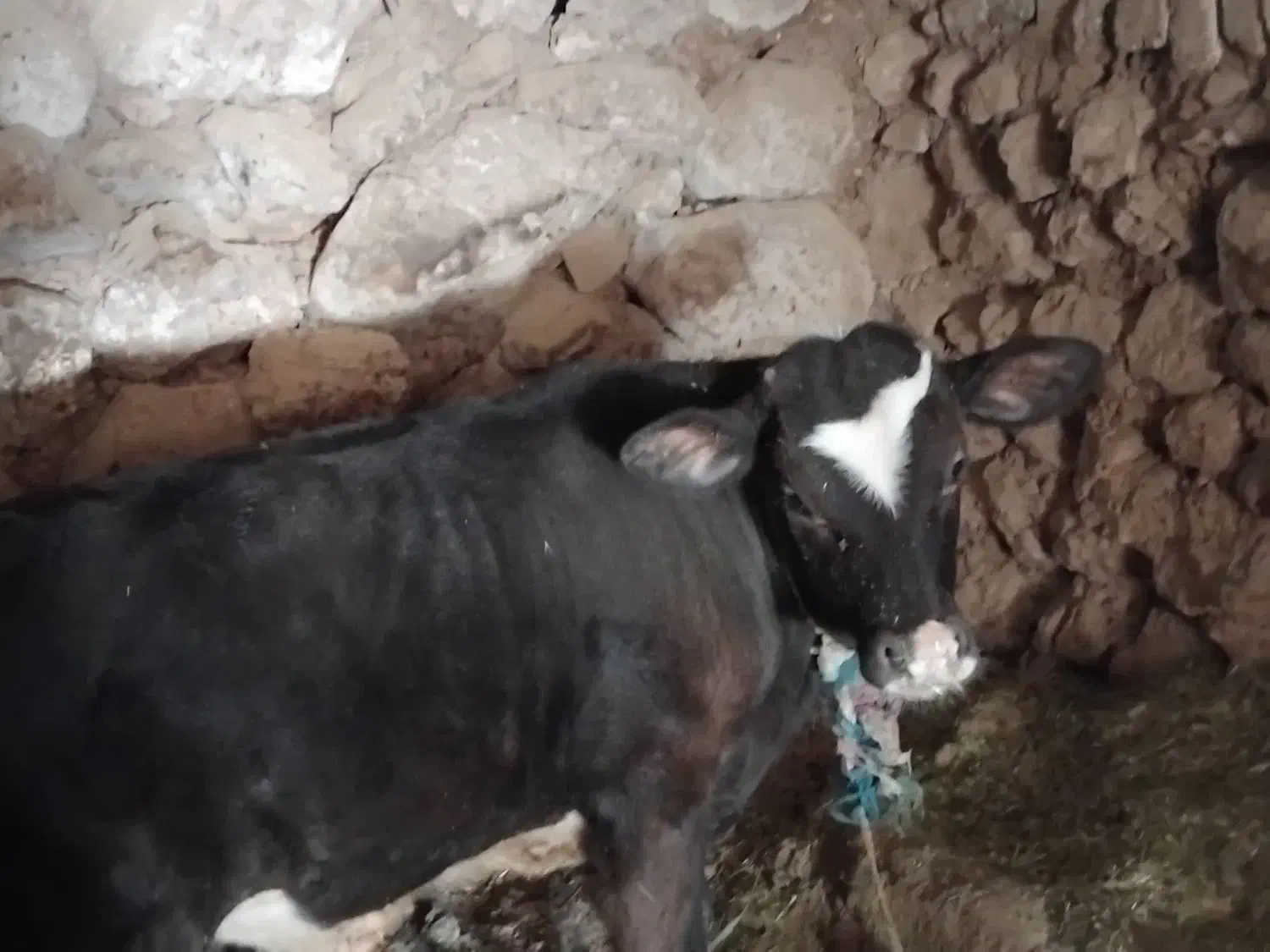 گوساله|حیوانات مزرعه|بروجرد, |دیوار