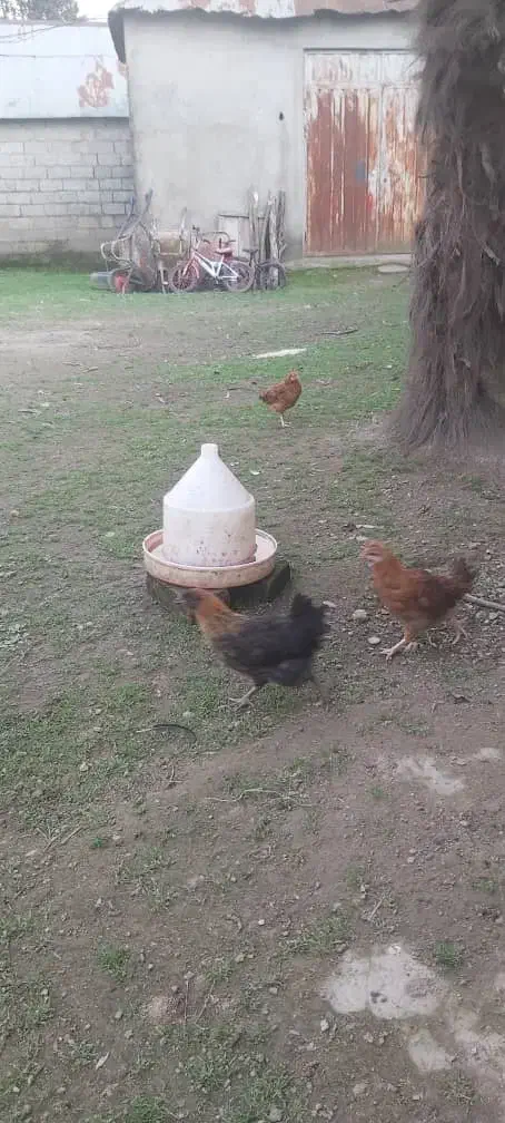 جوجه ،شاخدار،جوجه اردک محلی|حیوانات مزرعه|رشت, چمارسرا|دیوار